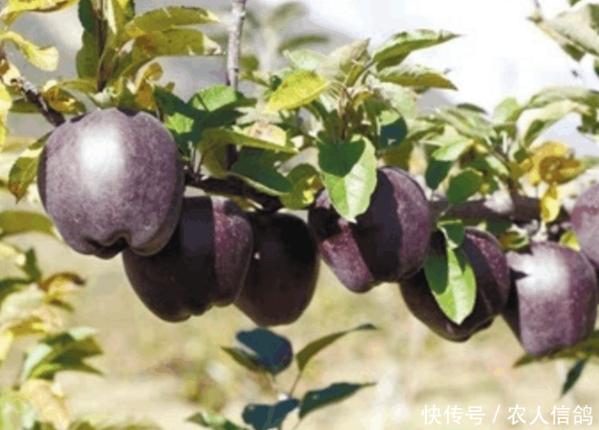 市场价比较贵的水果,却非常容易种植,中国有很