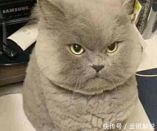 英雄联盟 RNG紧急招人, 看完招聘条件, 网友笑