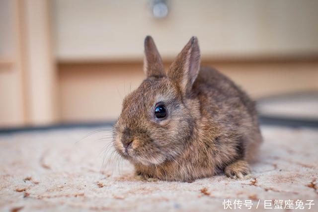 属兔女生第一次见公婆会送什么礼物