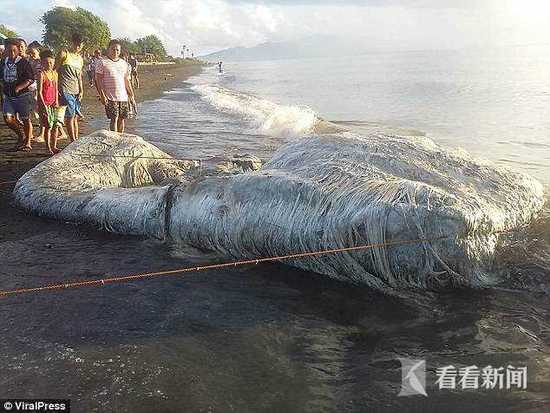 菲律宾海滩惊现长毛\＂海怪\＂尸体:物种不明 臭味奇特