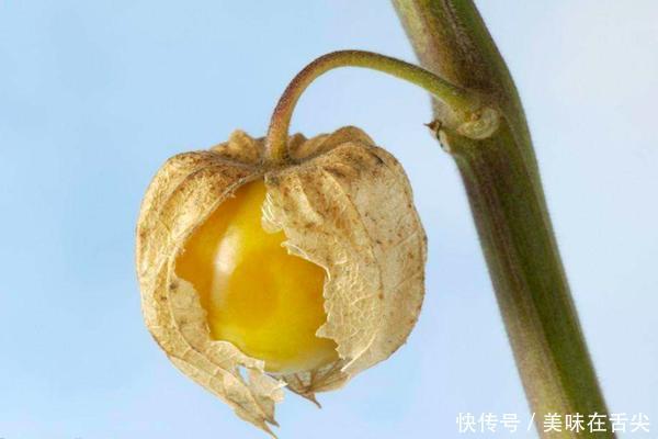 农村的奇怪的野果子叫“菇娘”，熟了的时候都抢着摘