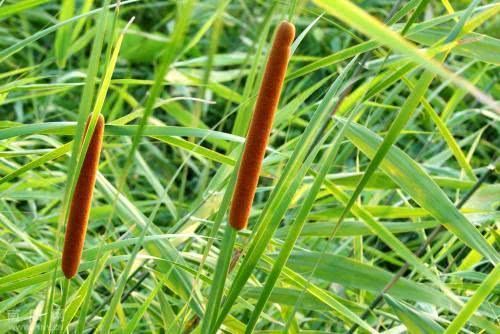 农村河边的这种香肠,看到不要错过了,价值可