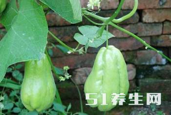 四大\"懒人菜\",只需种植一颗,一家蔬菜不用愁