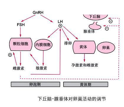 卵巢活动 这也就是我们常看到的下丘脑-垂体-卵巢轴,而月经的由来,就