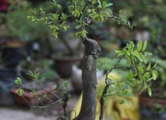 这种植物，山里到处都是，挖回家做成盆景后，价格翻倍涨