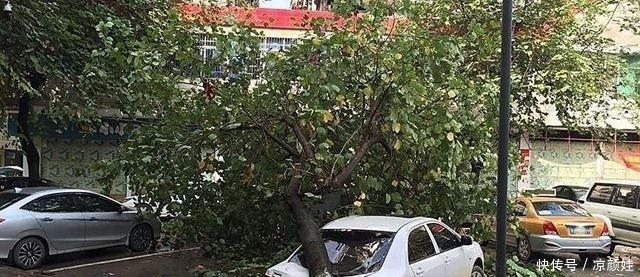 太阳暴晒伤车,为何不把汽车停在树下,老司机:这样做车子伤害更大 99真人备用网址
