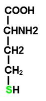 体内同型半胱氨酸主要通过两条途径代谢,即甲基化途径和转硫途径.