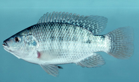 罗飞鱼海罗非鱼-罗飞鱼图片 172877 473x279