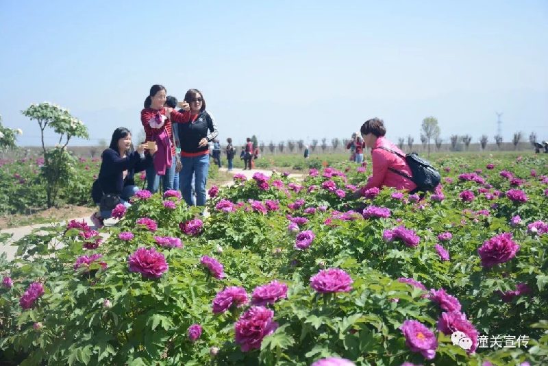 \＂丝路花开·春满金城\＂ 首届陕西潼关生态旅游文化节活动介绍