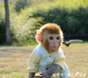 属猴人7月需要提防一个人,准到离谱! bbin白菜大全