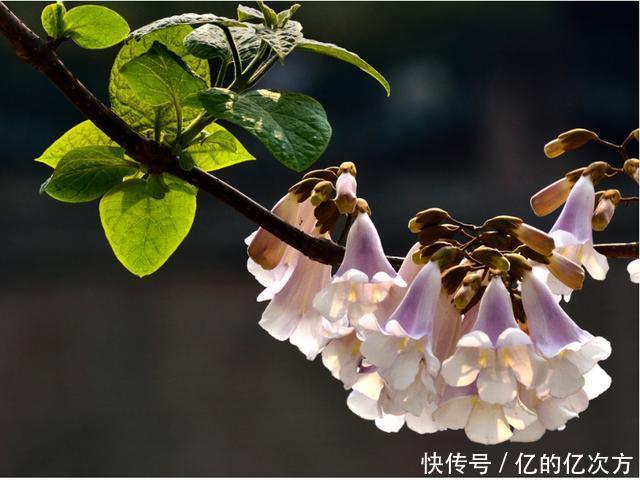 怀念家乡的泡桐树