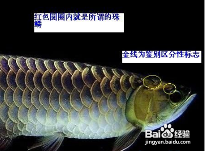 嶗山區(qū)錦澤璇水族店（青島錦澤電子商務(wù)有限公司）