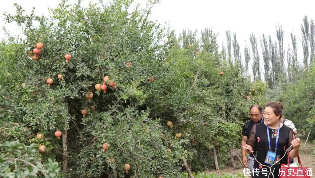 喀什地区举办2018年特色农产品推介会