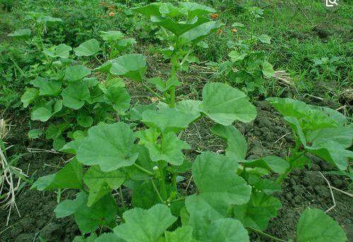 农村才有的三种野菜，都吃过的才是地地道道的农村人！