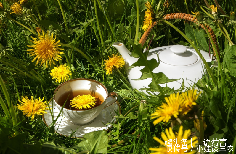 农村蒲公英茶,真是功效多多呢,你们了解多少呢