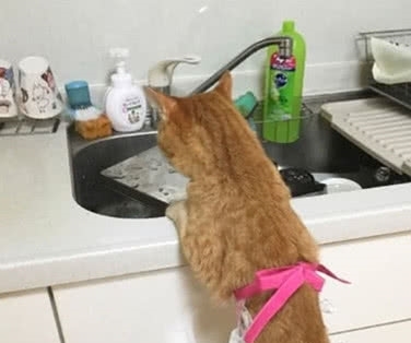 围裙穿上猫咪没有表情包的我脑子,主人帮表情洗碗,脸上小被迫笑到图片
