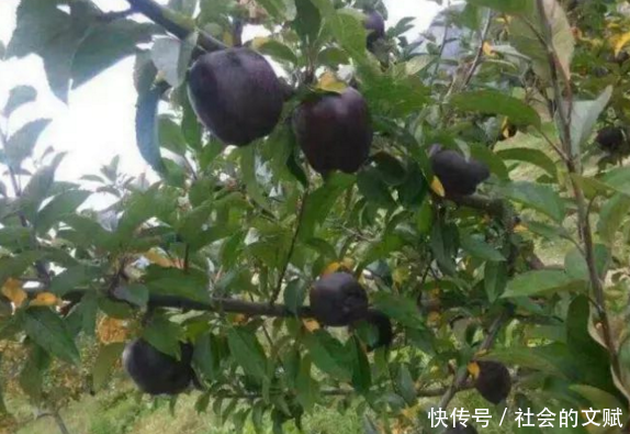 老汉种了一片黑苹果树,几年都未开花结果,8年