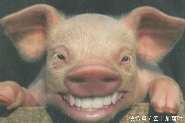 一组喜感大笑的动物图片,希望你们能够喜欢