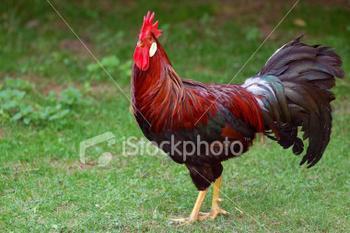 大公鸡怎么描述_360问答