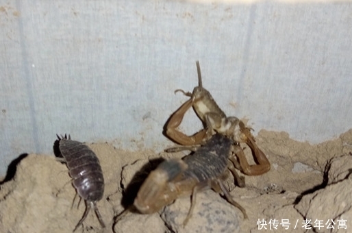 蝎子养殖怎么起步,小蝎子饲养方法 白金会官网