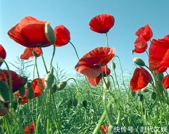 罂粟花美丽,可它是毒品,请君远离,一旦染上它,必