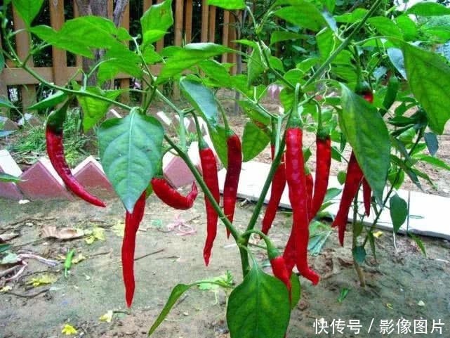 往年一亩能赚3000元,现在收购价跌至1.2元,摘