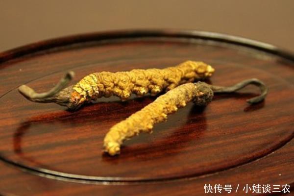 冬虫夏草功效与作用,什么时候吃比较好!