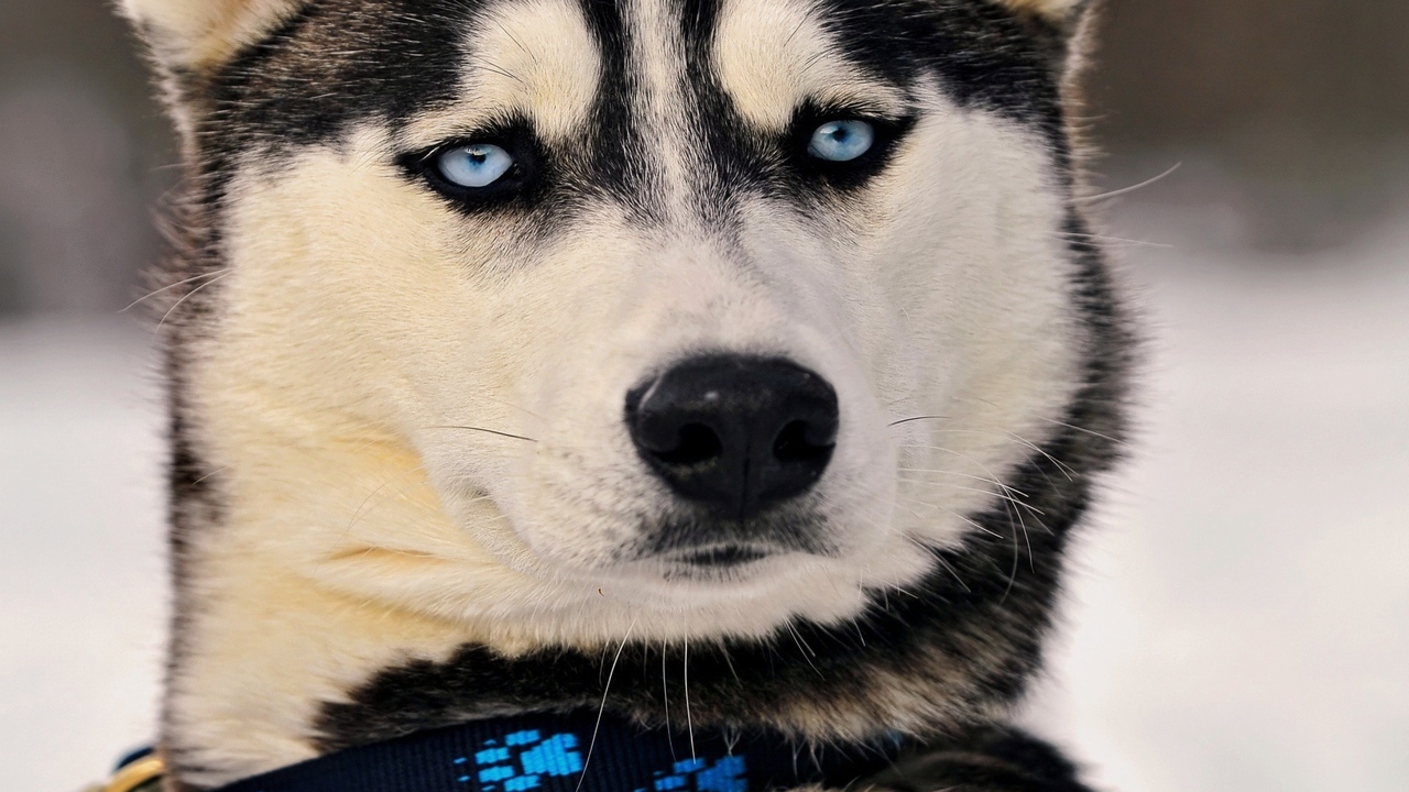 阿拉斯加雪橇犬_360百科