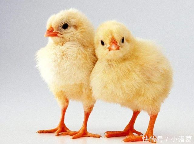 八方财运来，在今年注定财源滚滚，事业成功，万事顺利三生肖