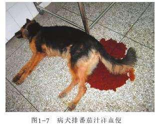 犬猫细小病毒(猫瘟)怎么治疗?