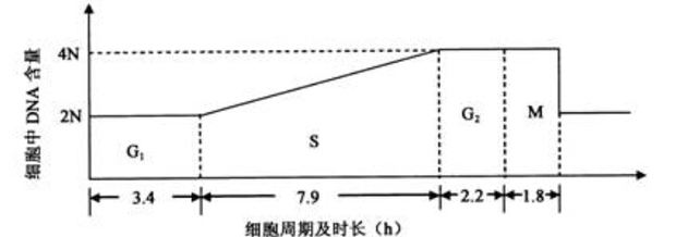 下图标注了甲动物(体细胞染色体数为12)肠上皮细胞的细胞周期各阶段的