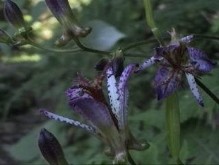 【别名】立竹根,山黄瓜,黄瓜菜,瓜米菜 疏毛油点草,大黄瓜香, 【拉 丁