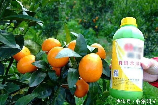 柑橘留树保鲜技术详解