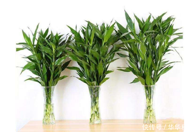 富贵竹几枝好 t01b1dffc1870b0105a.png