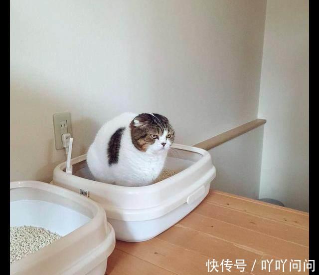 猫砂在新买的厕所搞笑图片运动裤穿的盆里上猫咪,一脸努力嫌弃的图片