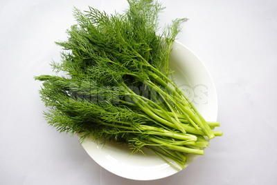 茴香苗