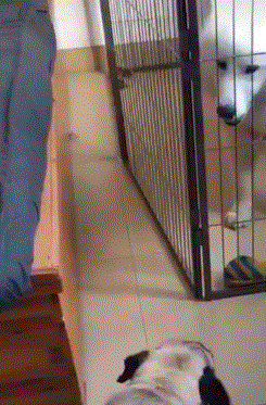 搞笑gif: 电线杆种久了会长出许多电线!