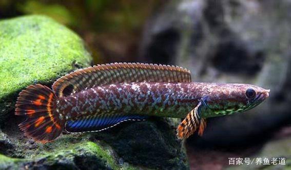 東蘭縣愛(ài)喜豆生態(tài)水族店（東蘭縣愛(ài)喜豆生態(tài)水族店電話）