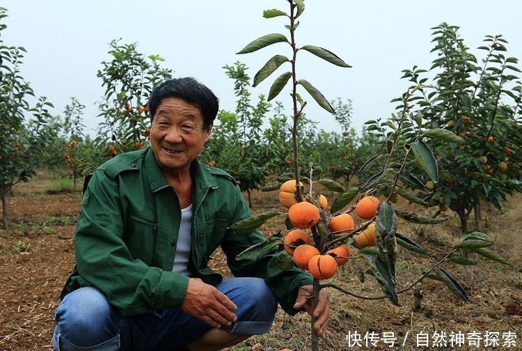 农村老汉养一种鸡，像火凤凰一样，让人难以想像！