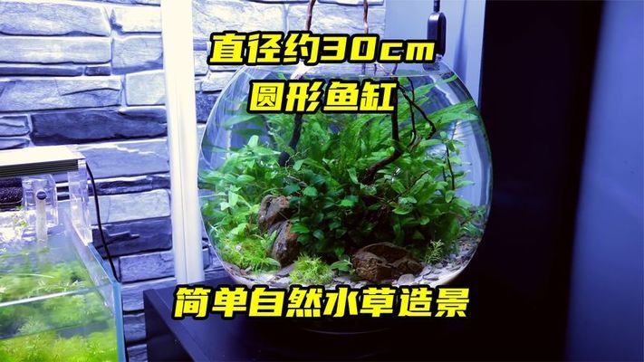 閑的沒事照兩張 大白鯊魚