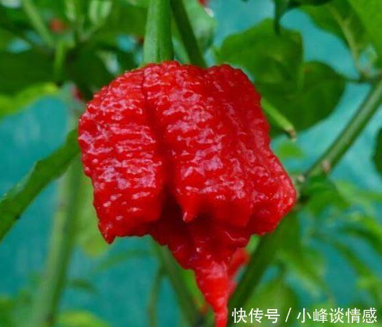 世界上最辣的五大辣椒排行榜, 第一名被称为龙