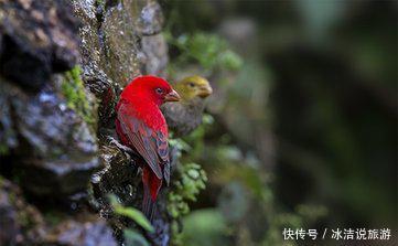 高黎贡山极品红色鸟类--血雀,却不吃虫子吃什么