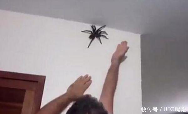 男子发现墙面有蜘蛛 徒手拍死没多久一看手掌