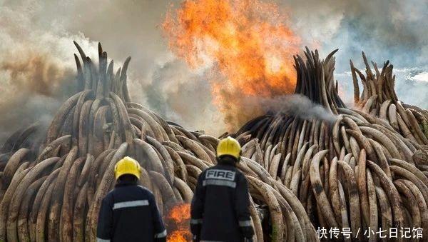 偷猎者的滥杀导致非洲九成母象不长象牙,专家