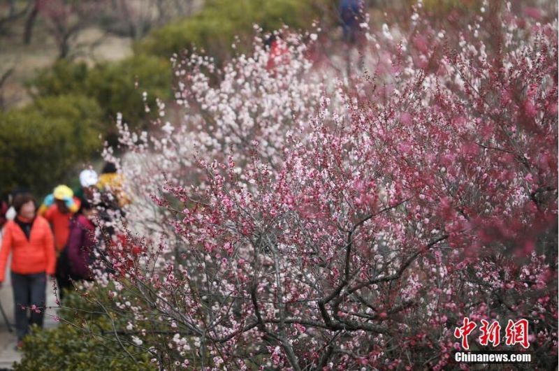 南京东郊梅花争艳 春意浓浓