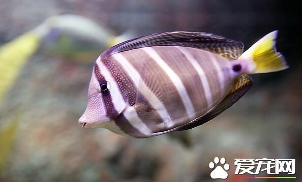 观赏鱼怎么繁殖 鱼类的生殖方式是什么_360问