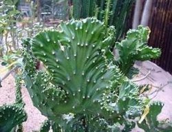 麒麟掌的品种图片。它有几种?是什么名称?_3