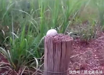 男子野外游玩发现一块奇怪的木头,刚一靠近,木头下了个蛋跑了