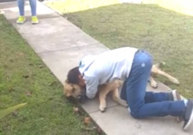八个月后男孩再遇失踪爱犬 抱其倒地痛哭