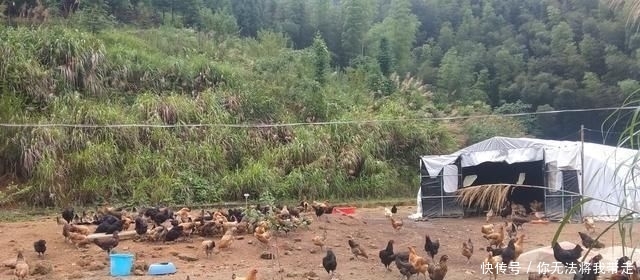 山地出租20元一亩